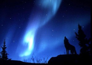 vlk-zavyja--silueta-vlka--polarna-ziara-124639.jpg